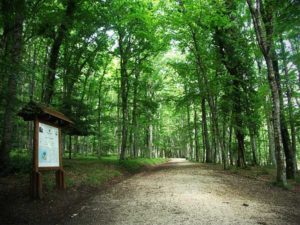 Foresta-Umbra